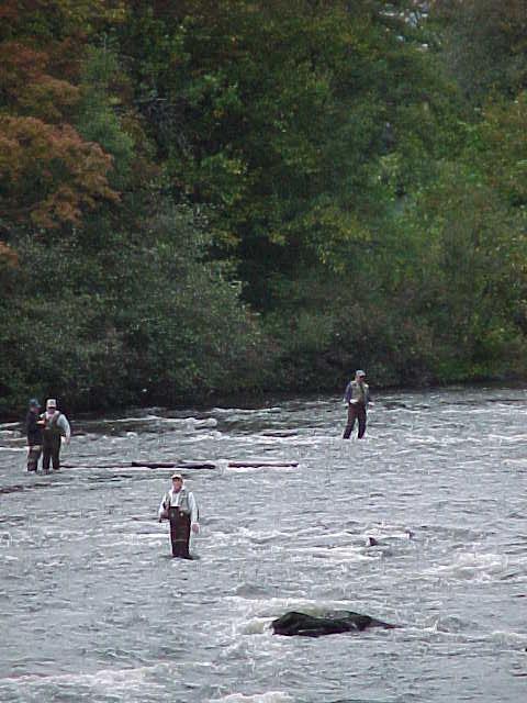 Fishing Upstream